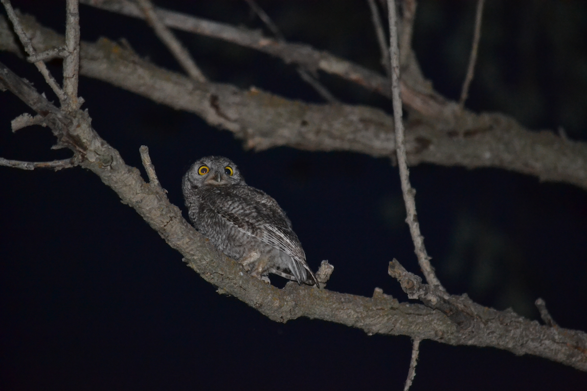 Western Screech-Owl - ML107539951