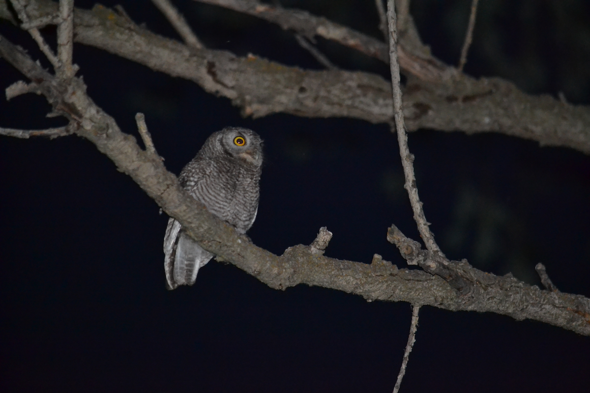 Western Screech-Owl - ML107539961