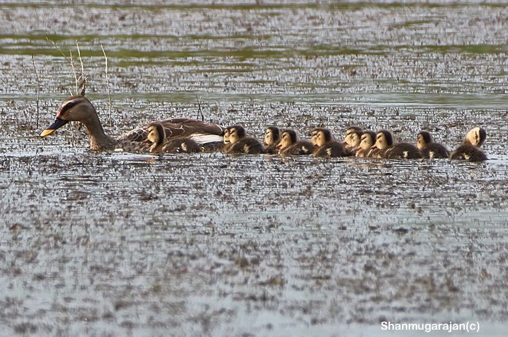 Indian Spot-billed Duck - ML107541441