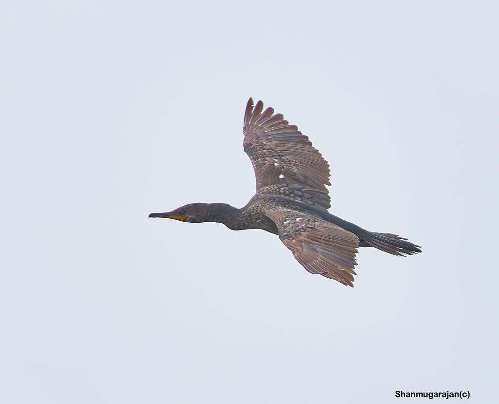 Indian Cormorant - ML107541581