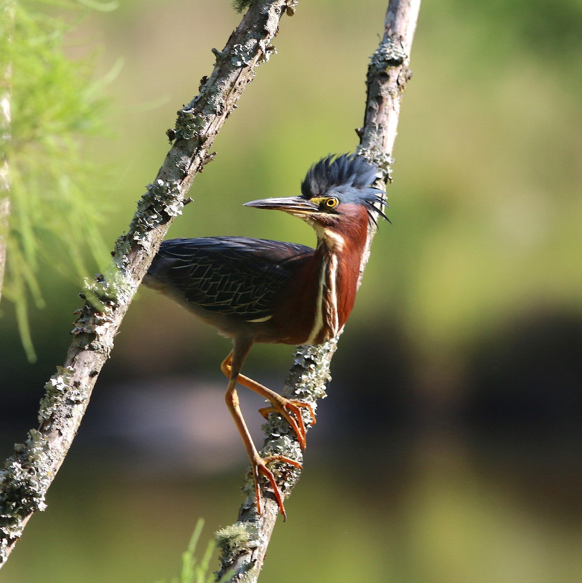 Green Heron - ML107542601