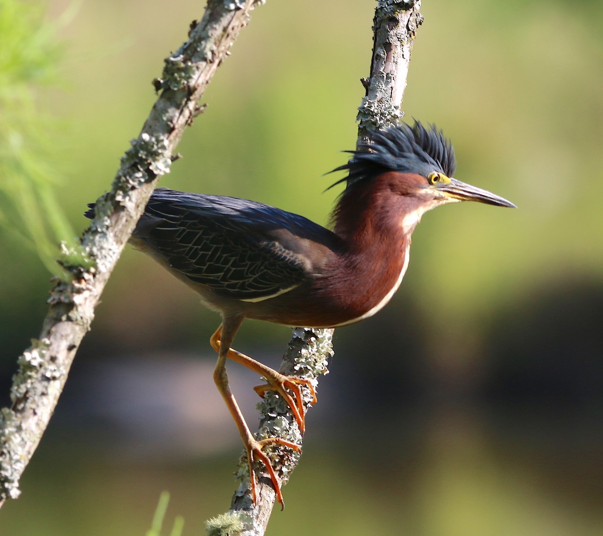 Green Heron - ML107542671