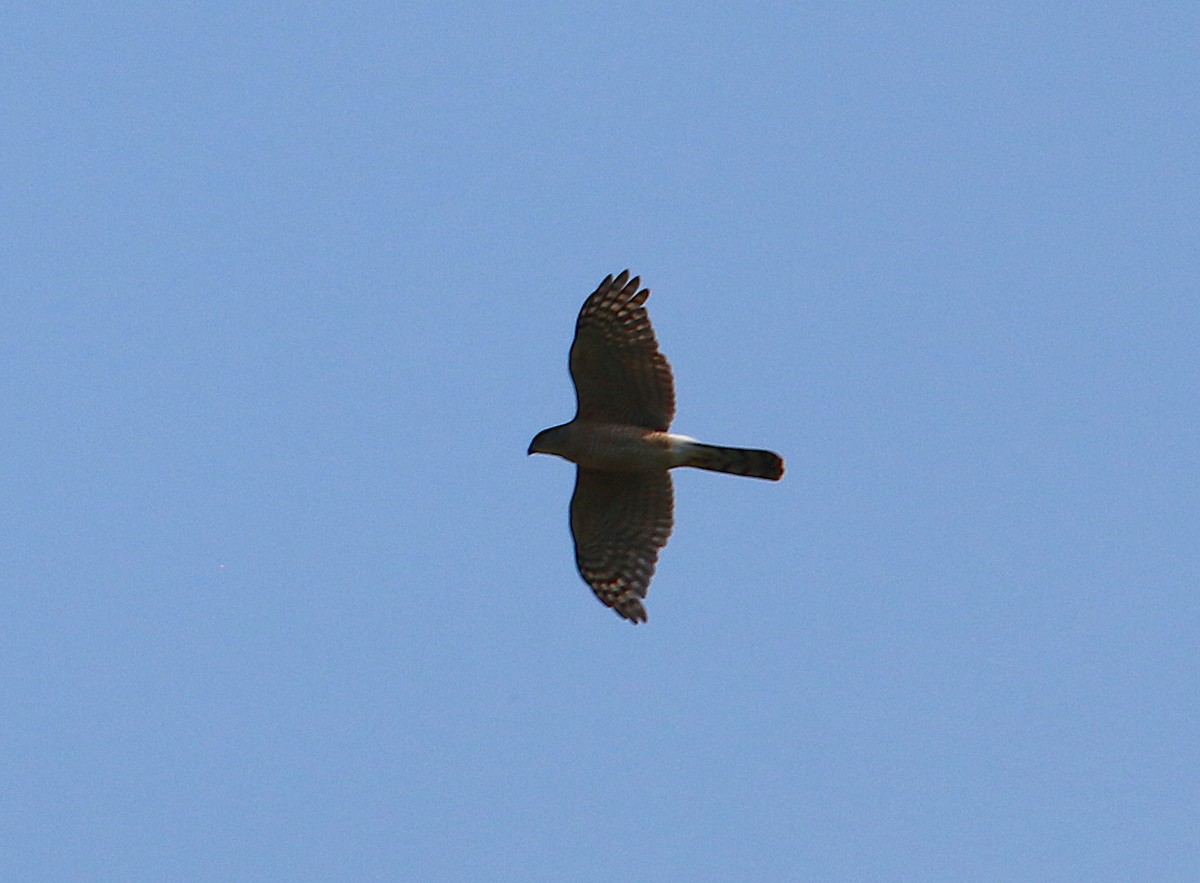 Cooper's Hawk - ML107542711