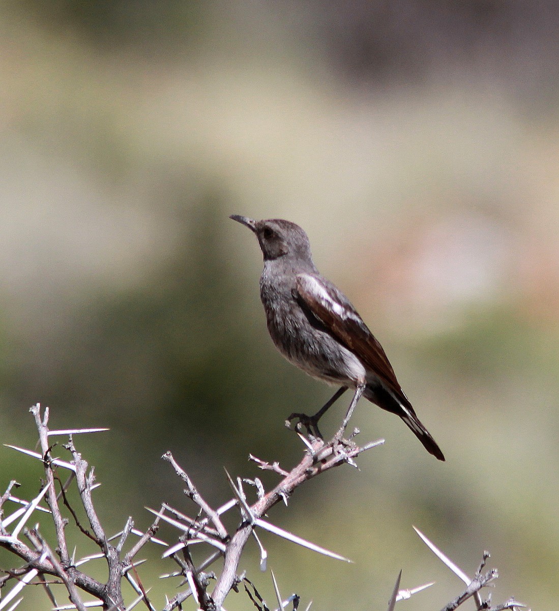 Mountain Wheatear - Guy Poisson