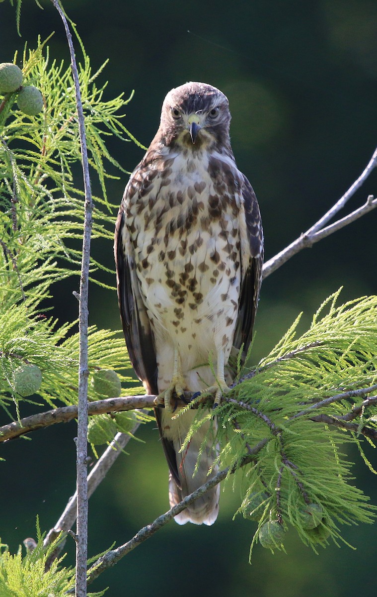 Red-shouldered Hawk - ML107542771