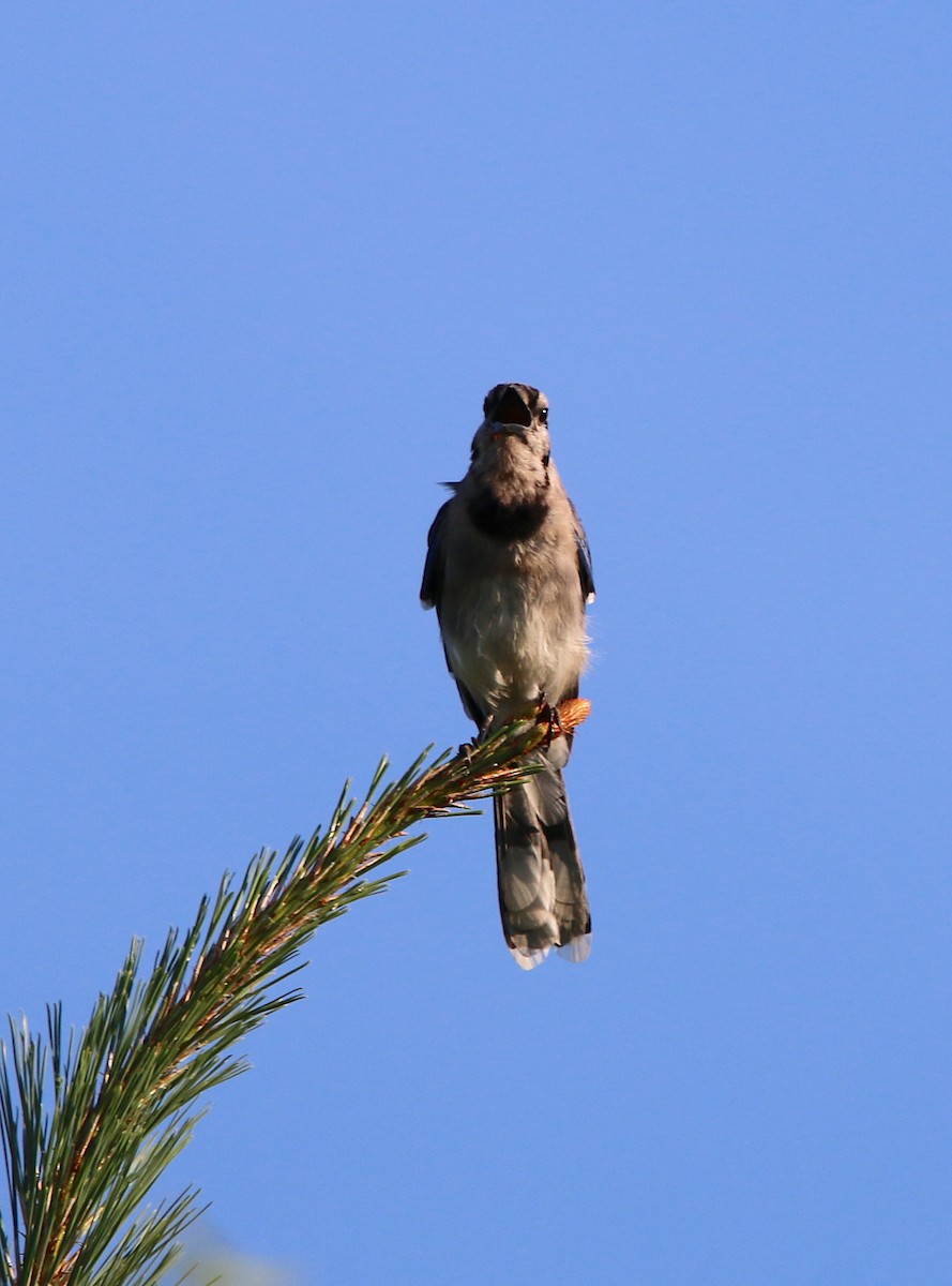 Blue Jay - ML107542821
