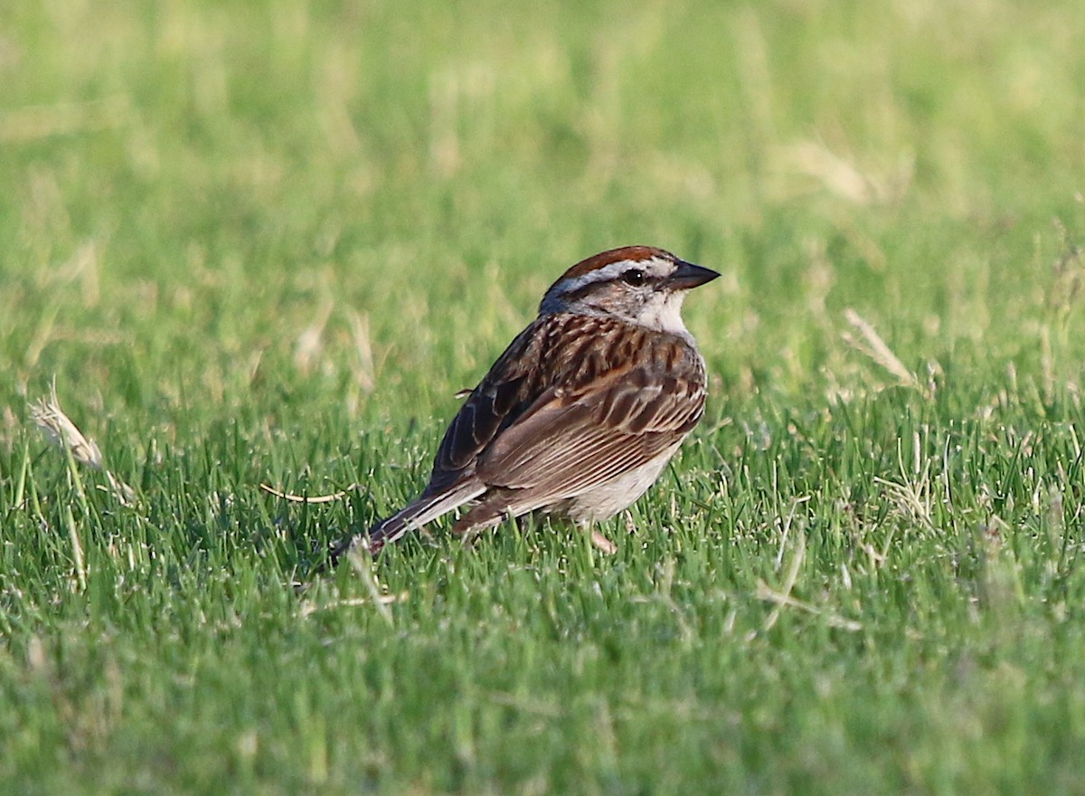 Chipping Sparrow - ML107543041