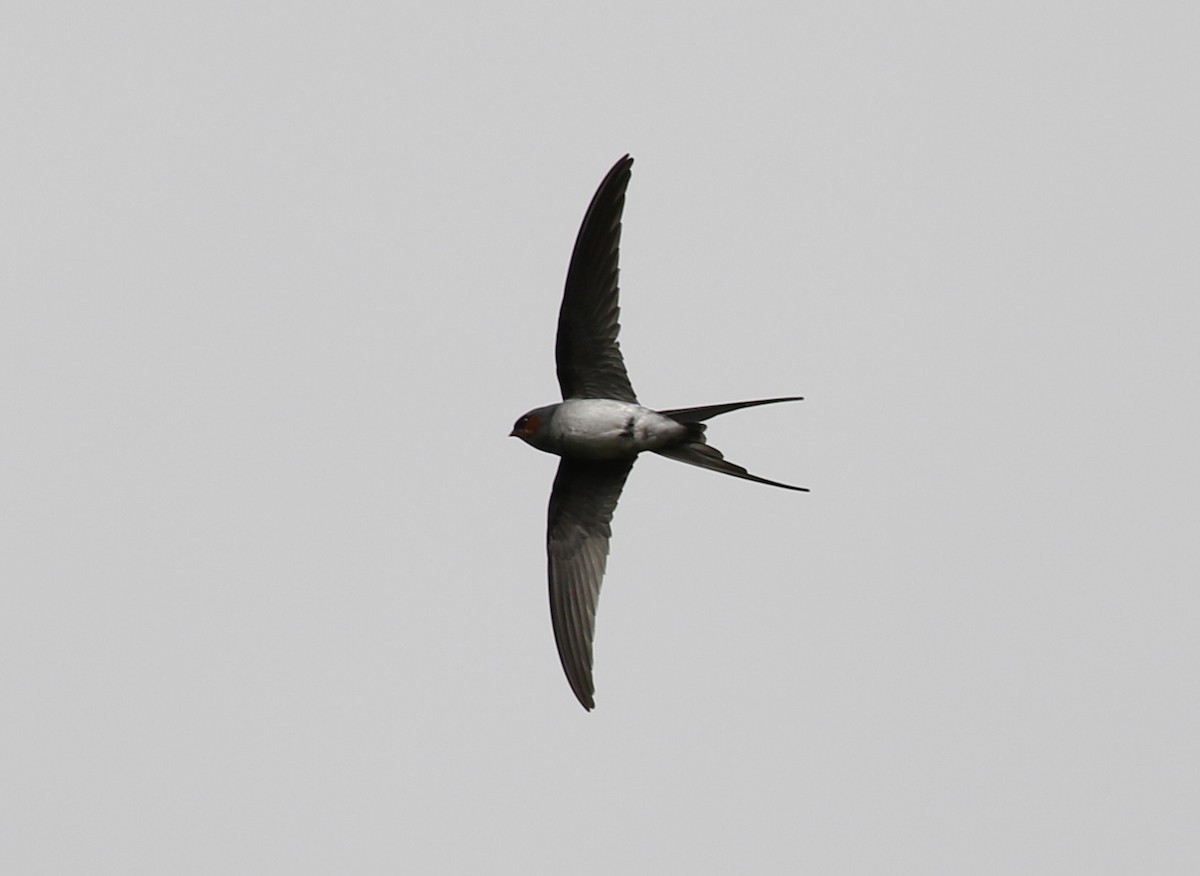 Crested Treeswift - ML107543371