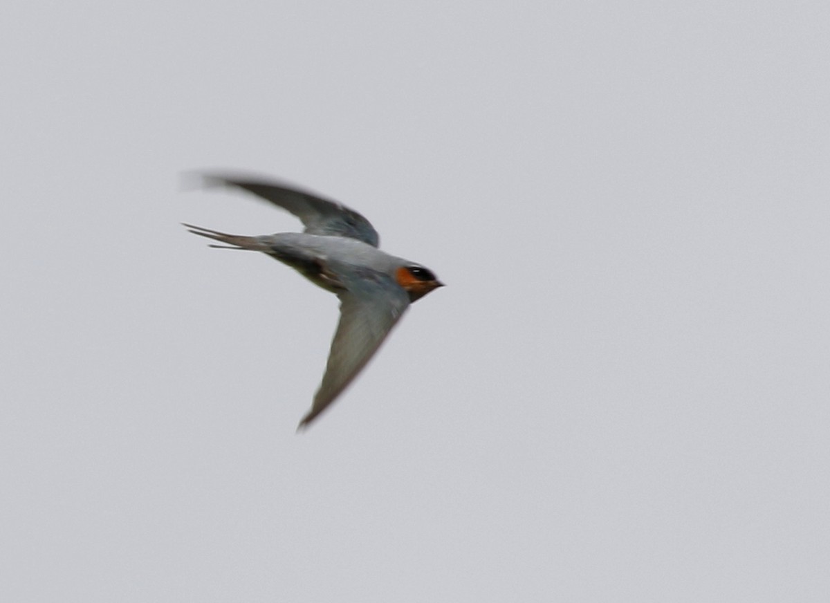 Crested Treeswift - ML107543881