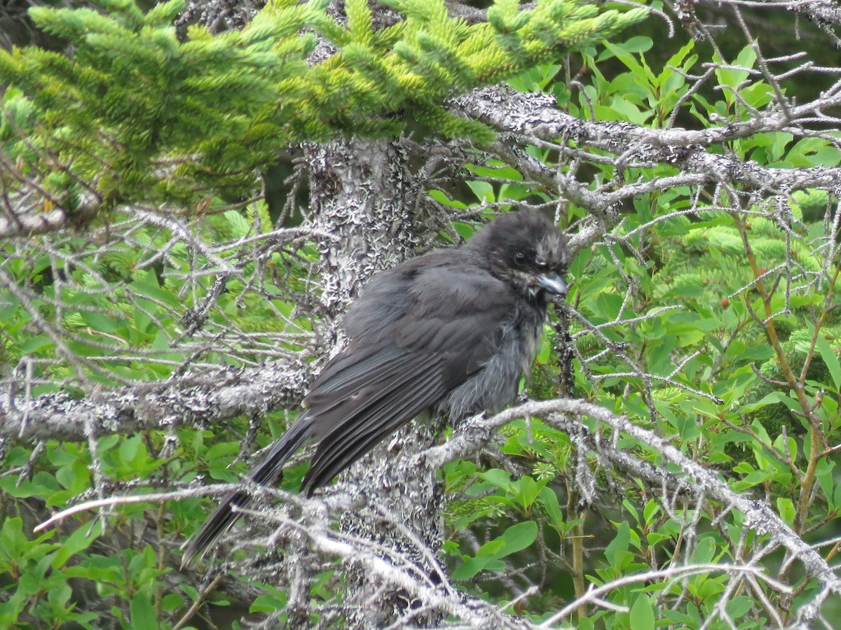 gråskrike - ML107544141