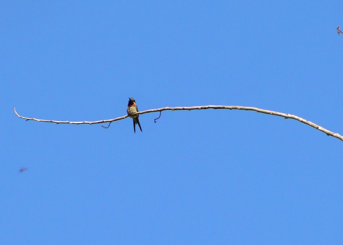 Colibri améthyste - ML107545791