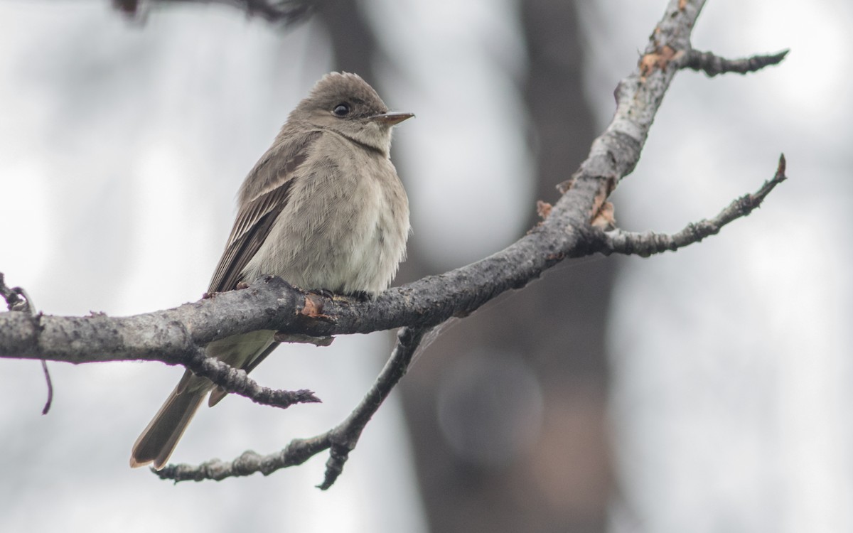 Western Wood-Pewee - Tom Reed