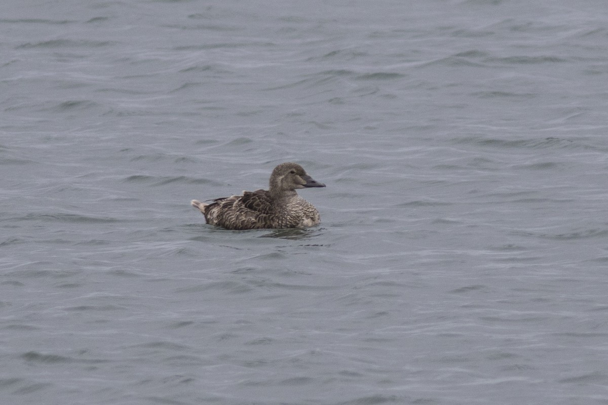 King Eider - ML107547321