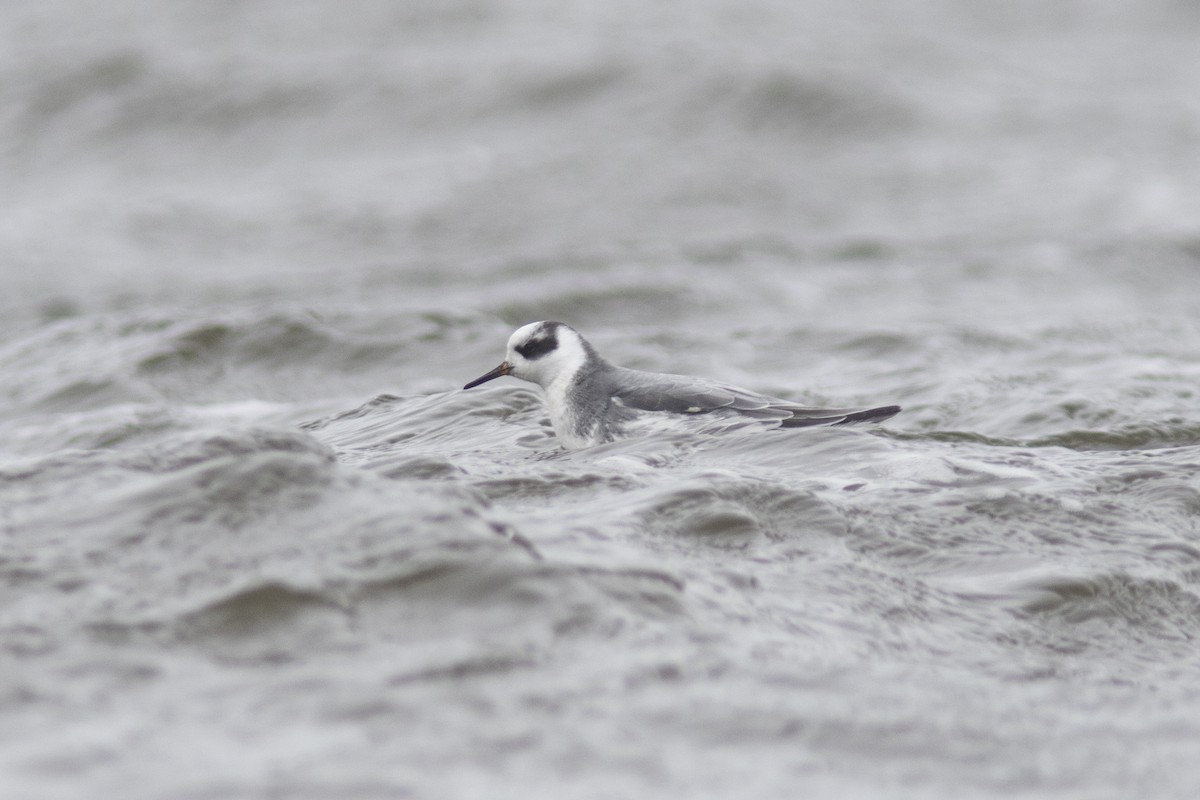 Phalarope à bec large - ML107547541