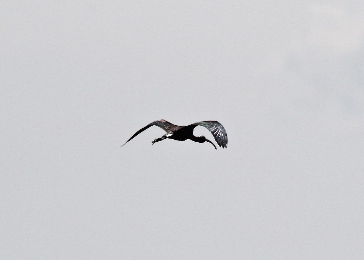 White-faced Ibis - Dave Bengston