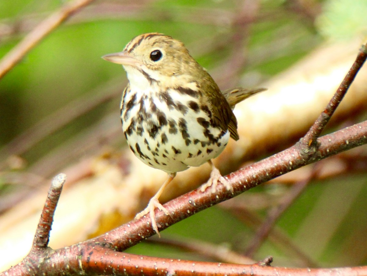 Ovenbird - ML107548621