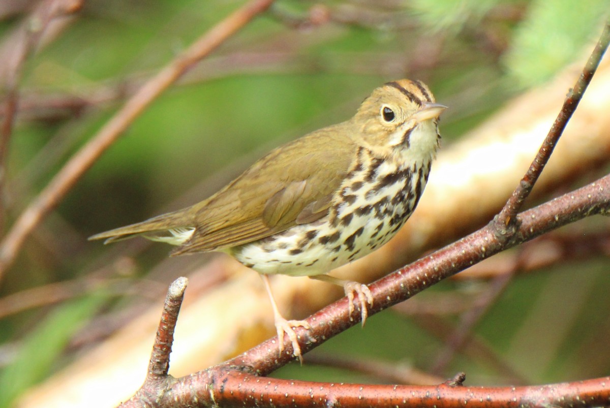 Ovenbird - ML107548661