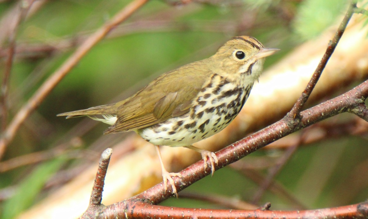 Ovenbird - ML107548691