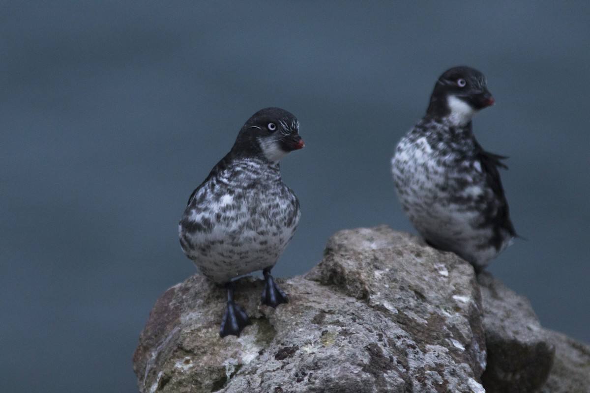 Least Auklet - ML107550741