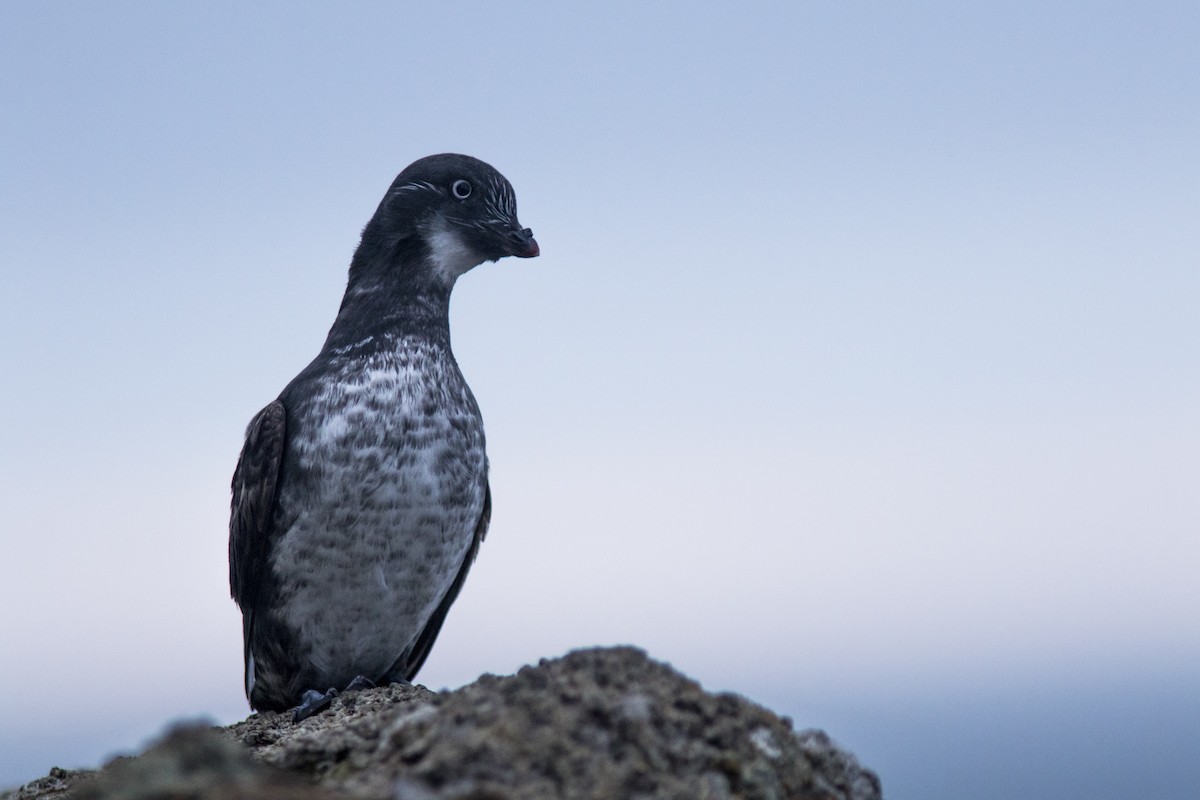 Least Auklet - ML107550841