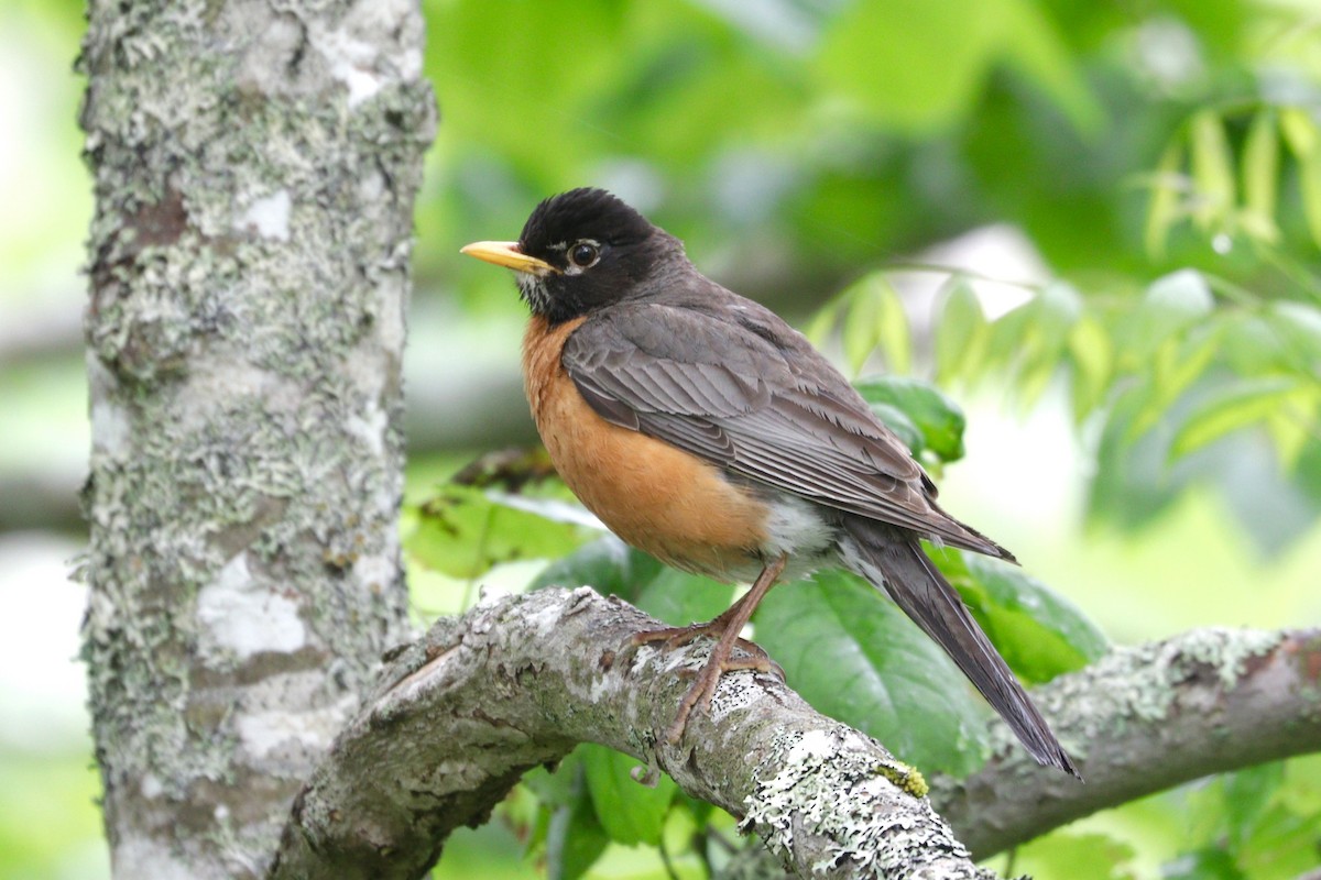 American Robin - ML107552411