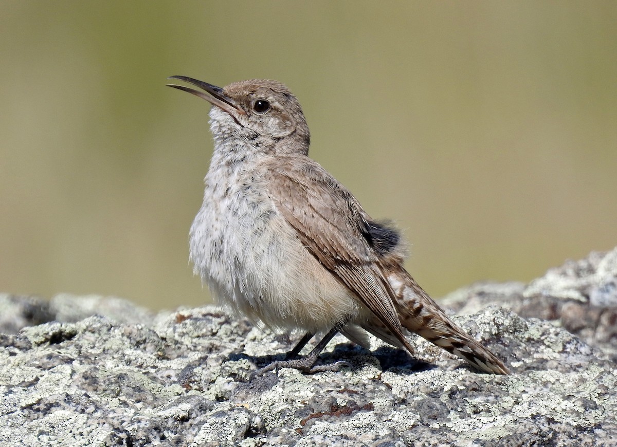 Rock Wren - Sharon Dewart-Hansen