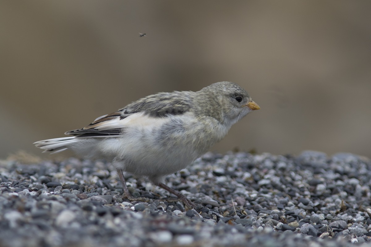 McKay's Bunting - ML107553251