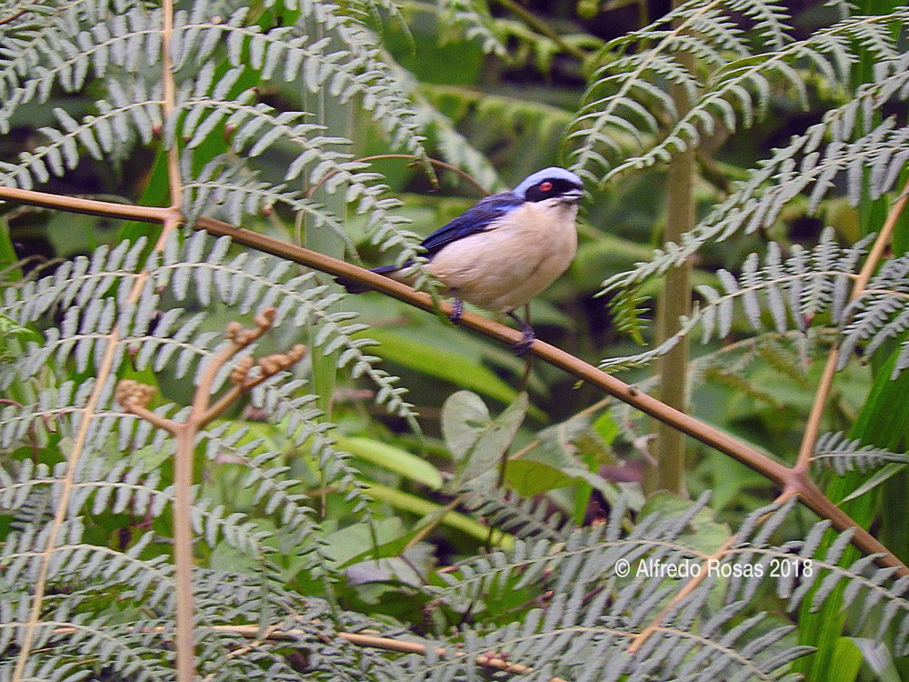 Fawn-breasted Tanager - ML107553391