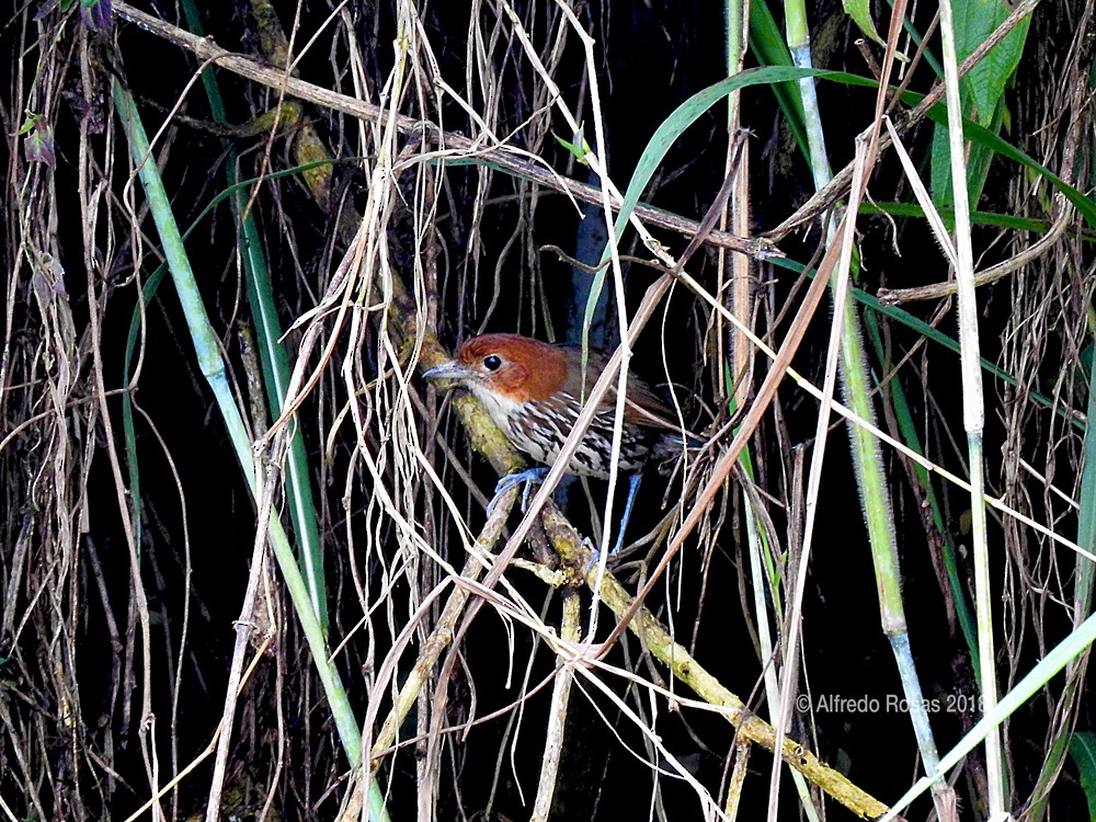 Chestnut-crowned Antpitta - ML107553791