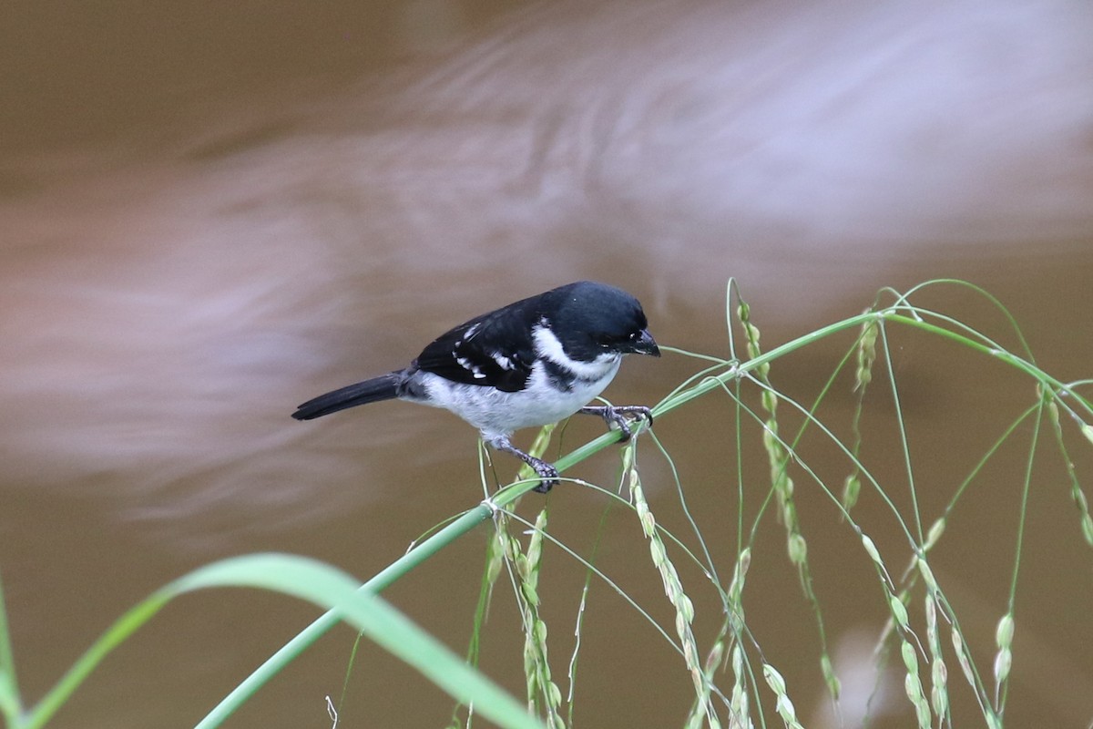 Wing-barred Seedeater (Caqueta) - ML107555281