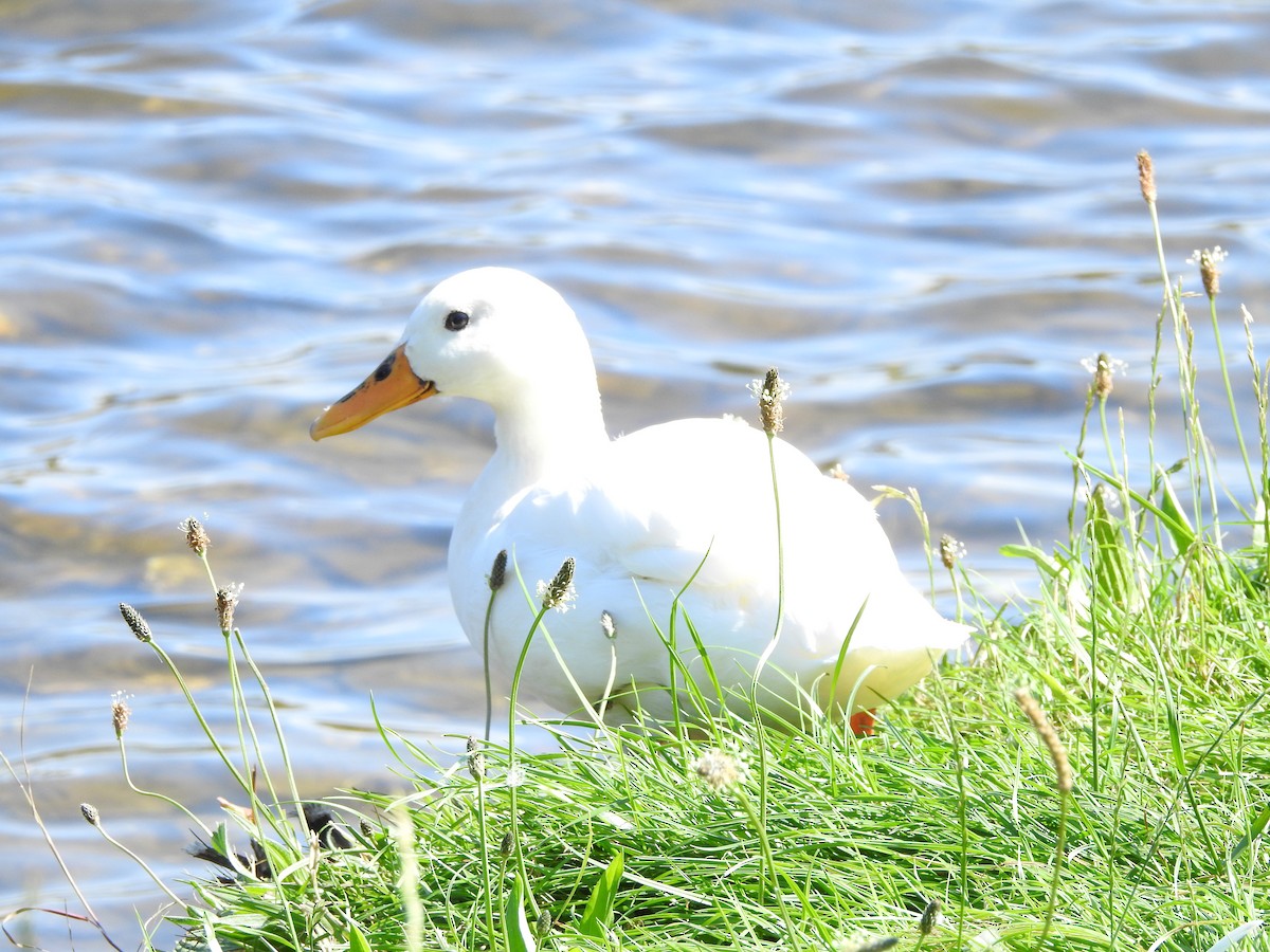 Mallard (Domestic type) - ML107555381