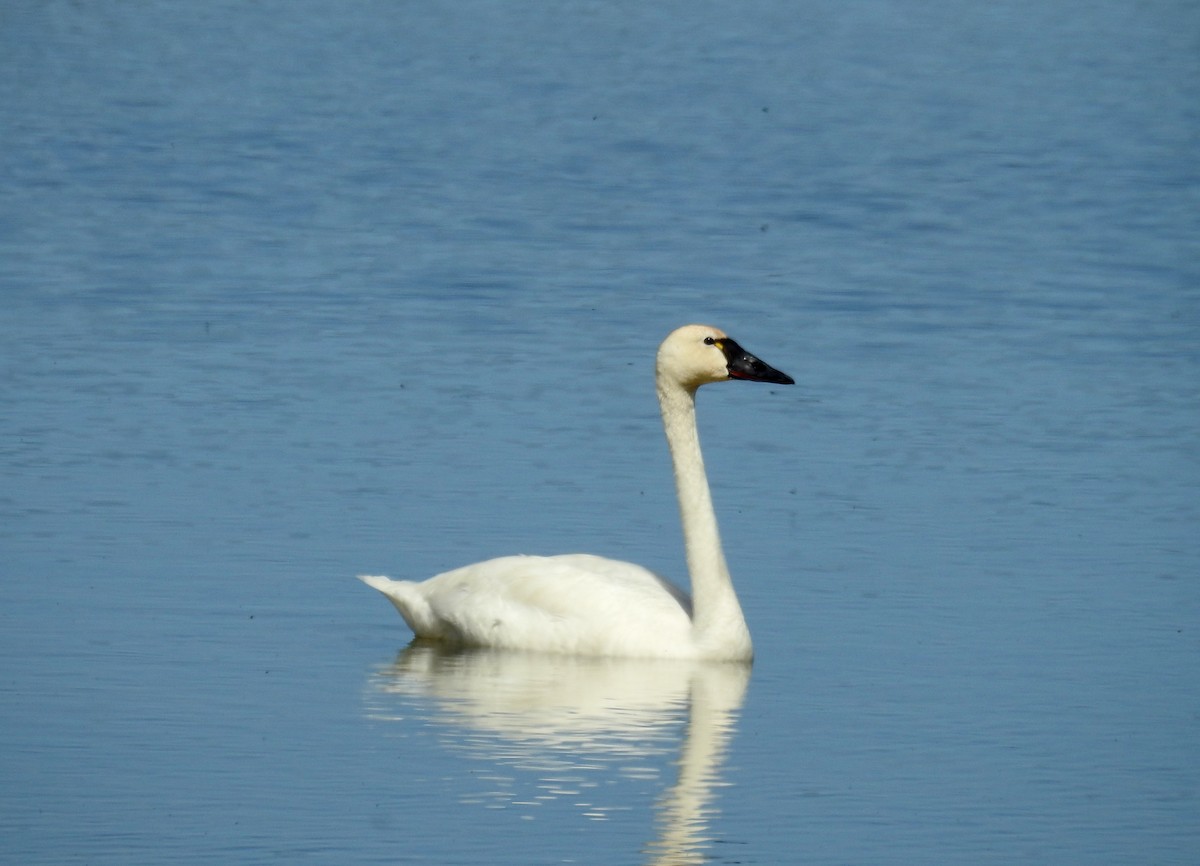 Tundra Swan - David Bree