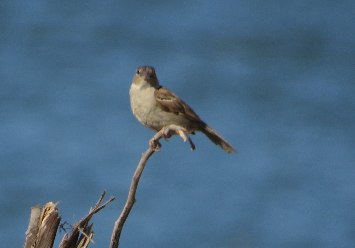 House Sparrow - ML107562521