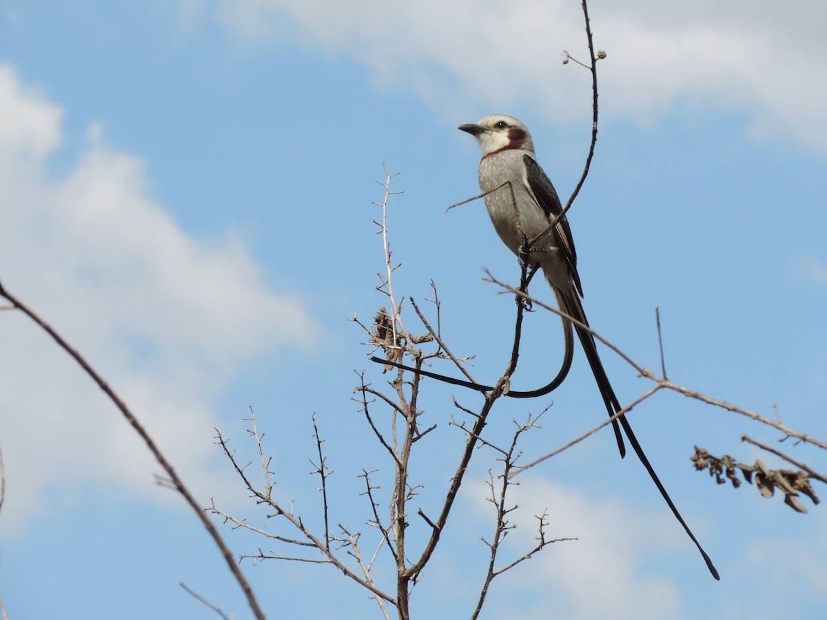 Streamer-tailed Tyrant - Edvaldo Júnior