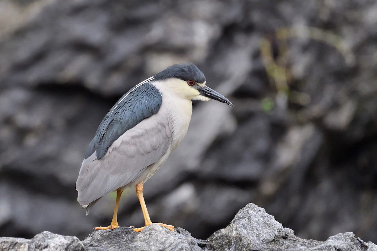 Black-crowned Night Heron - ML107562981