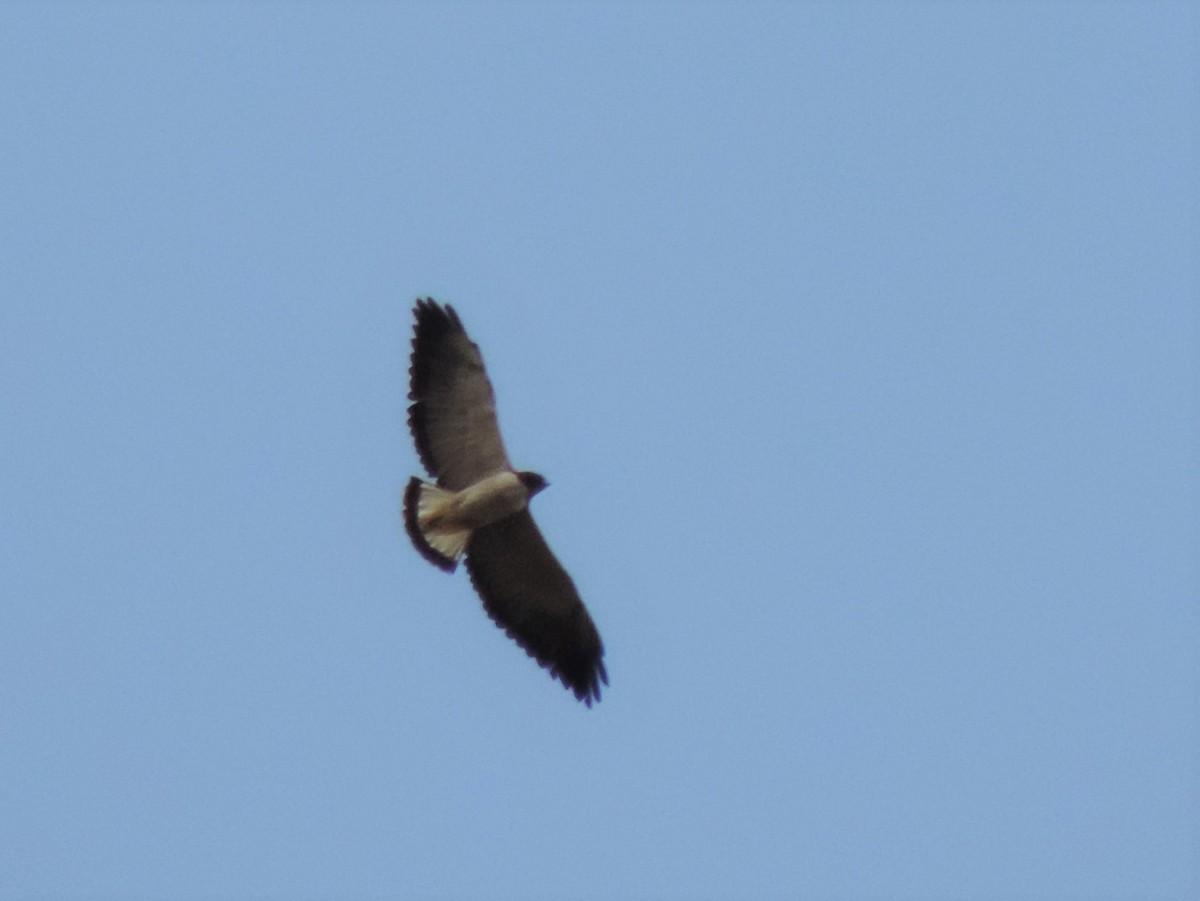 White-tailed Hawk - Edvaldo Júnior