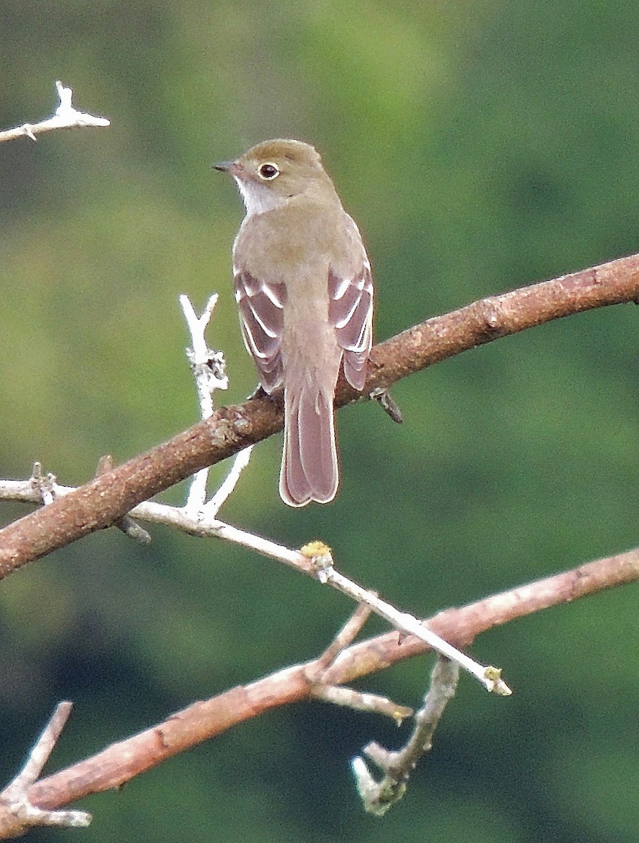 Small-billed Elaenia - ML107563781