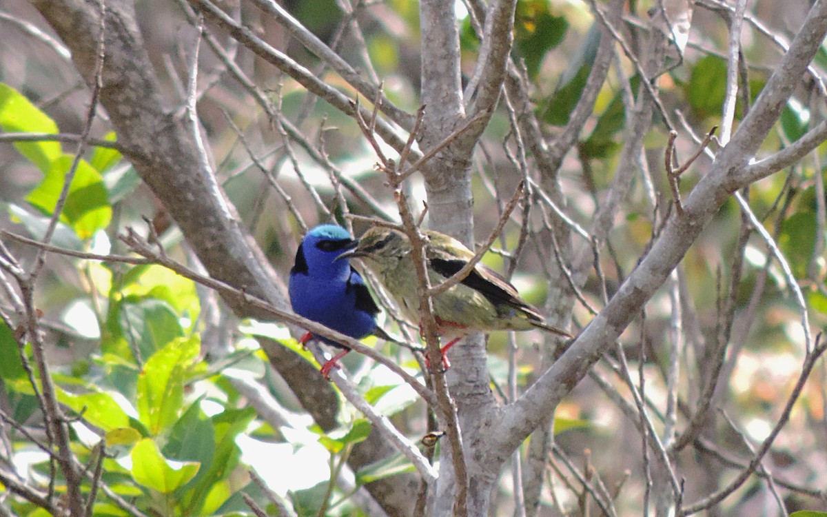 Red-legged Honeycreeper - ML107564021