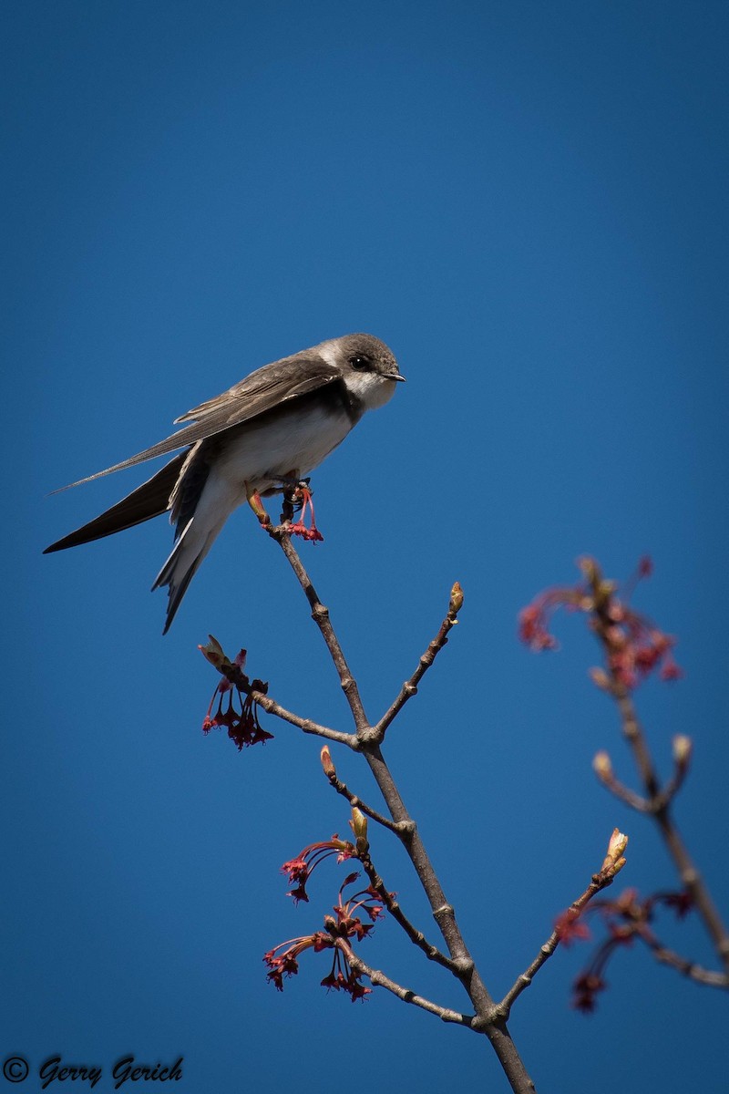 Bank Swallow - ML107564201