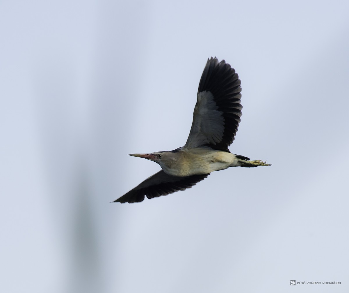 Little Bittern - ML107564241