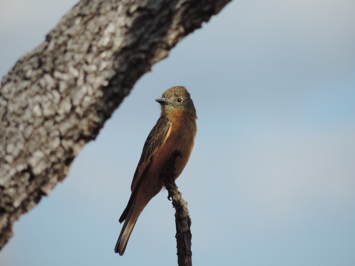 Cliff Flycatcher - Edvaldo Júnior