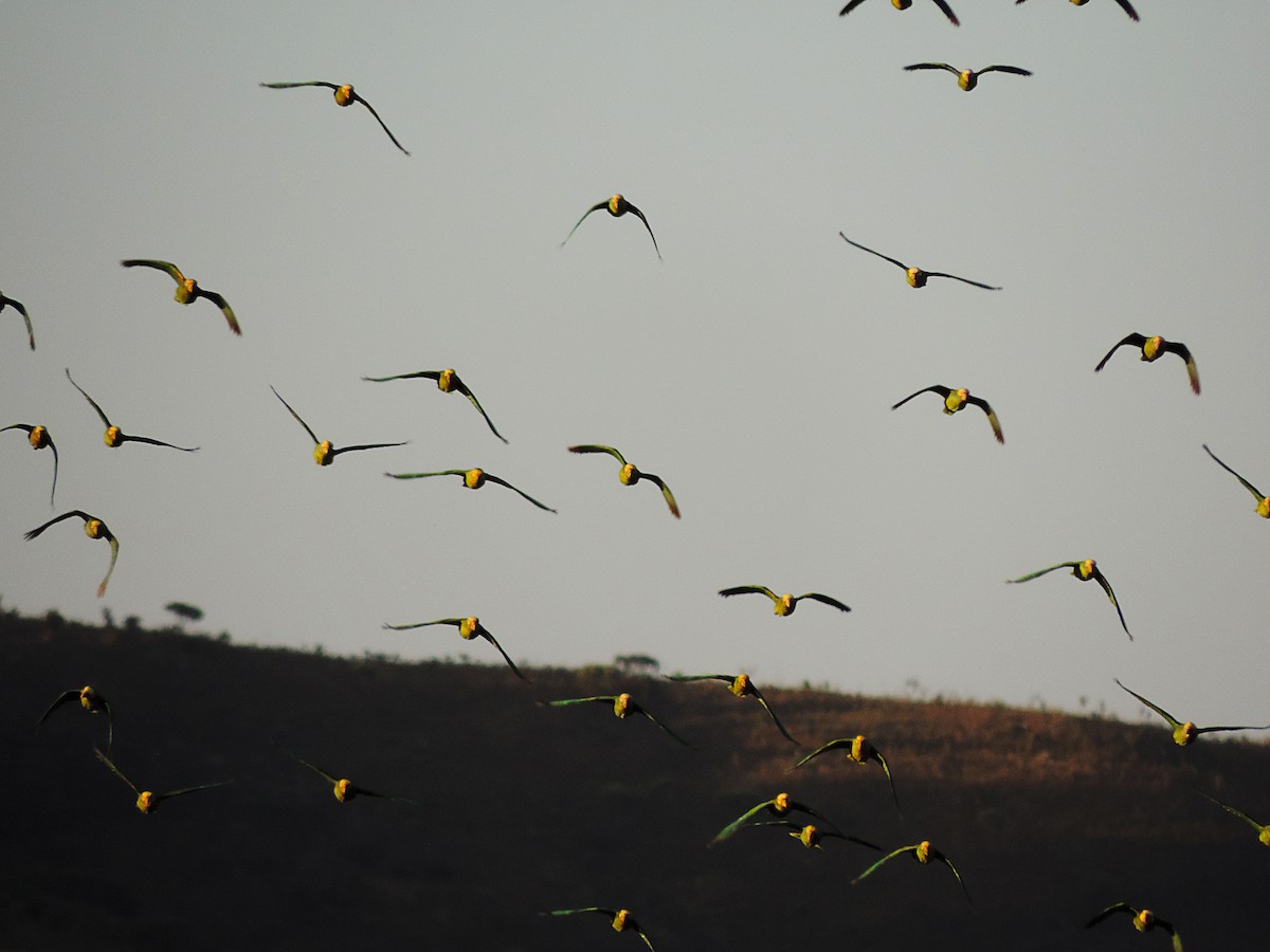 Yellow-faced Parrot - ML107567141