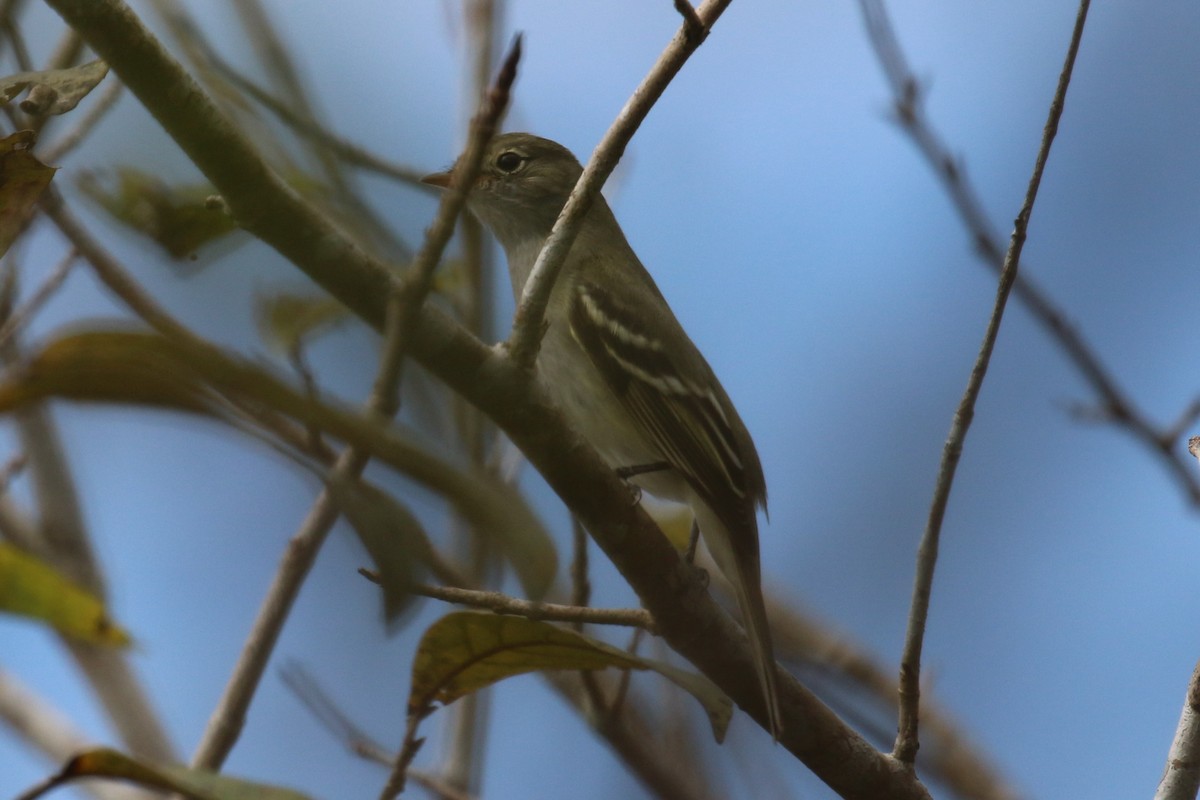 Small-billed Elaenia - ML107568701