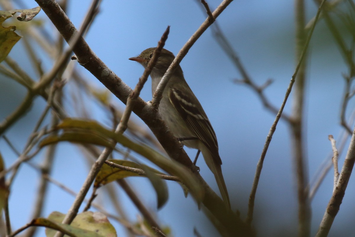 Small-billed Elaenia - ML107568711