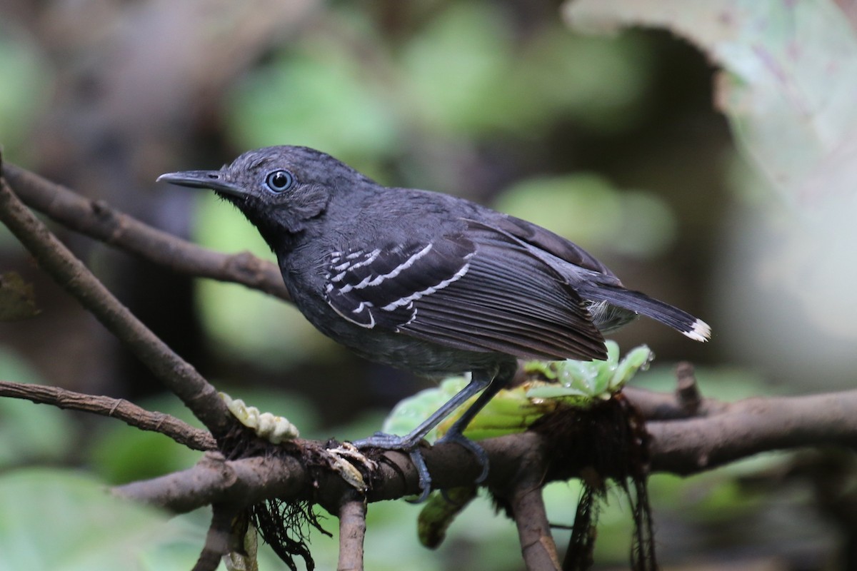 Band-tailed Antbird - Dan Jones