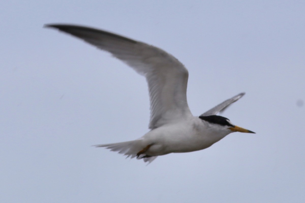 Least Tern - ML107570321