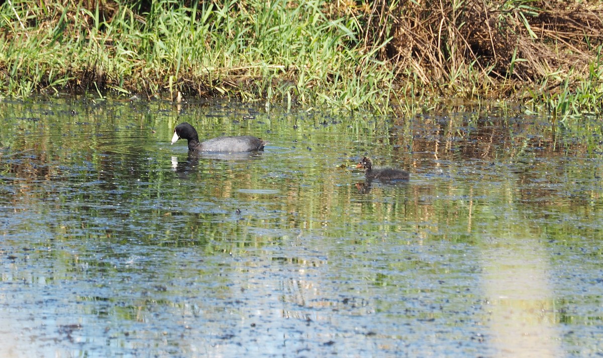 American Coot - Lonnie Somer