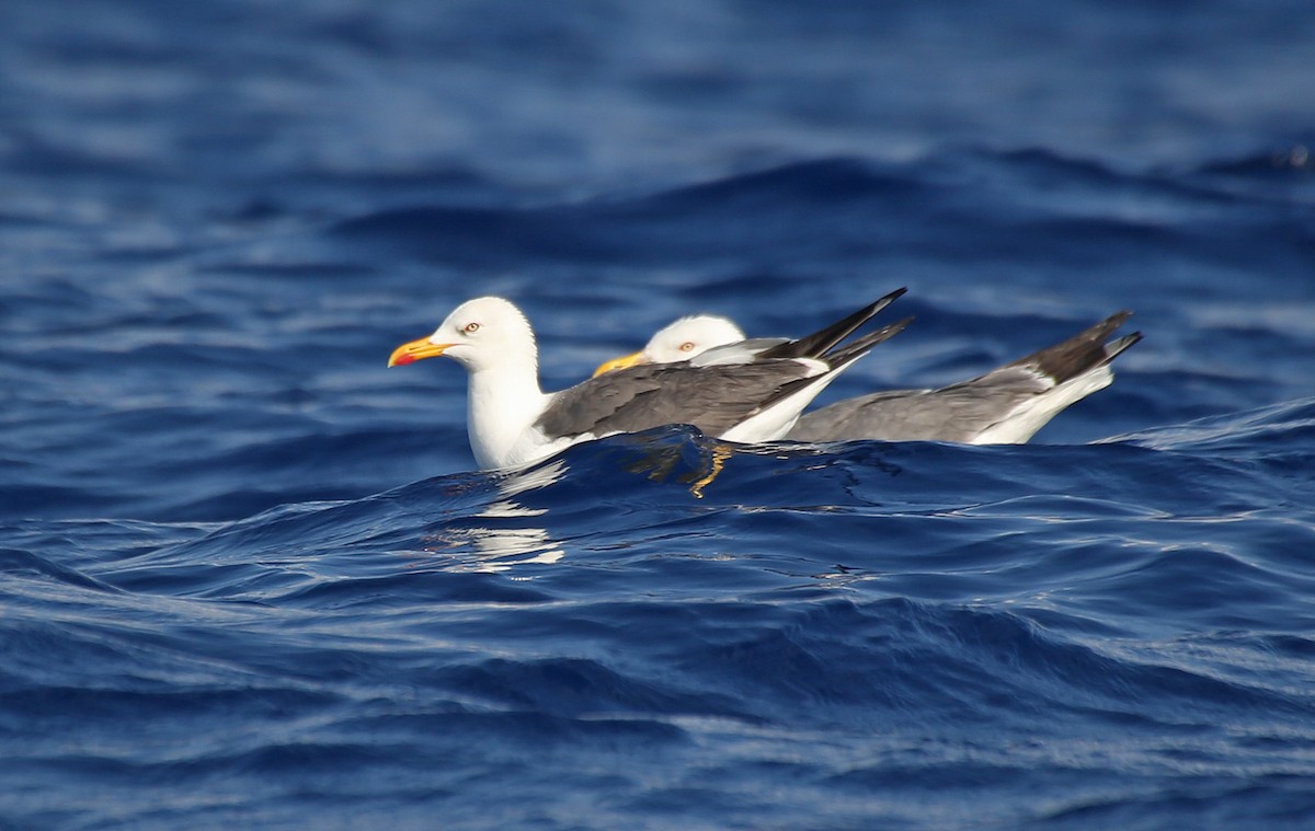 Lesser Black-backed Gull - ML107575511