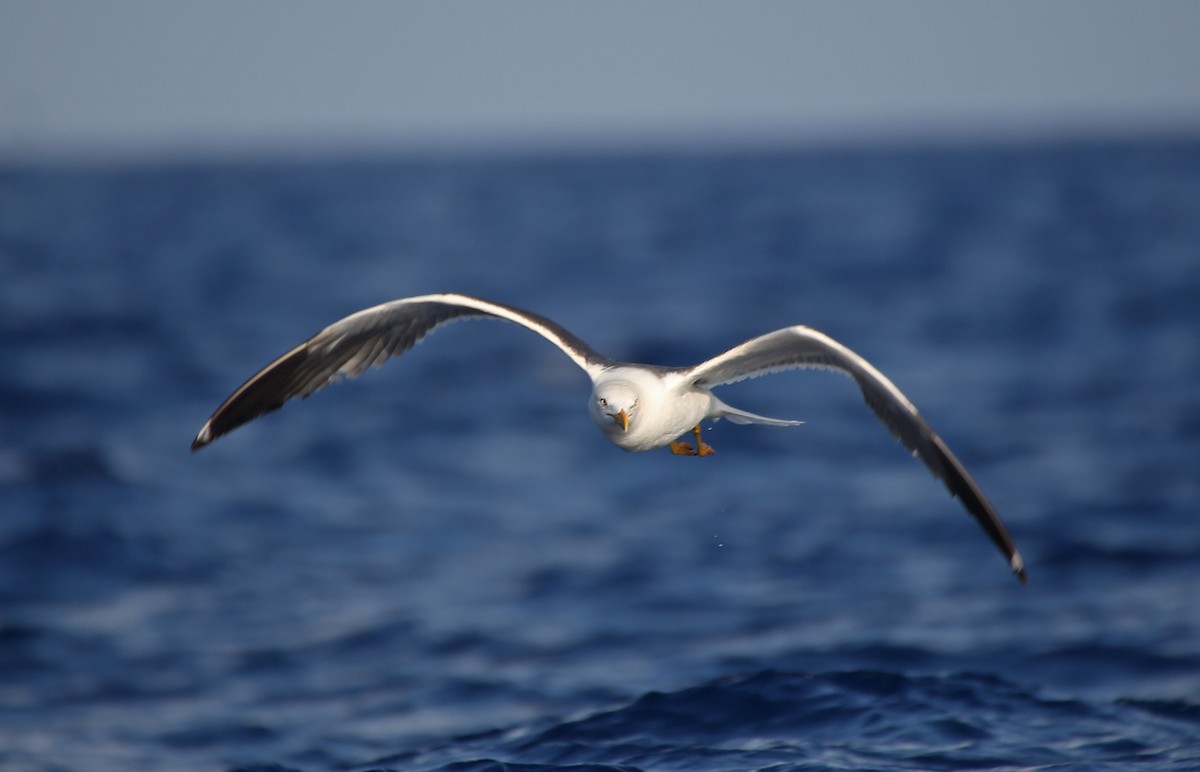 Lesser Black-backed Gull - ML107575541