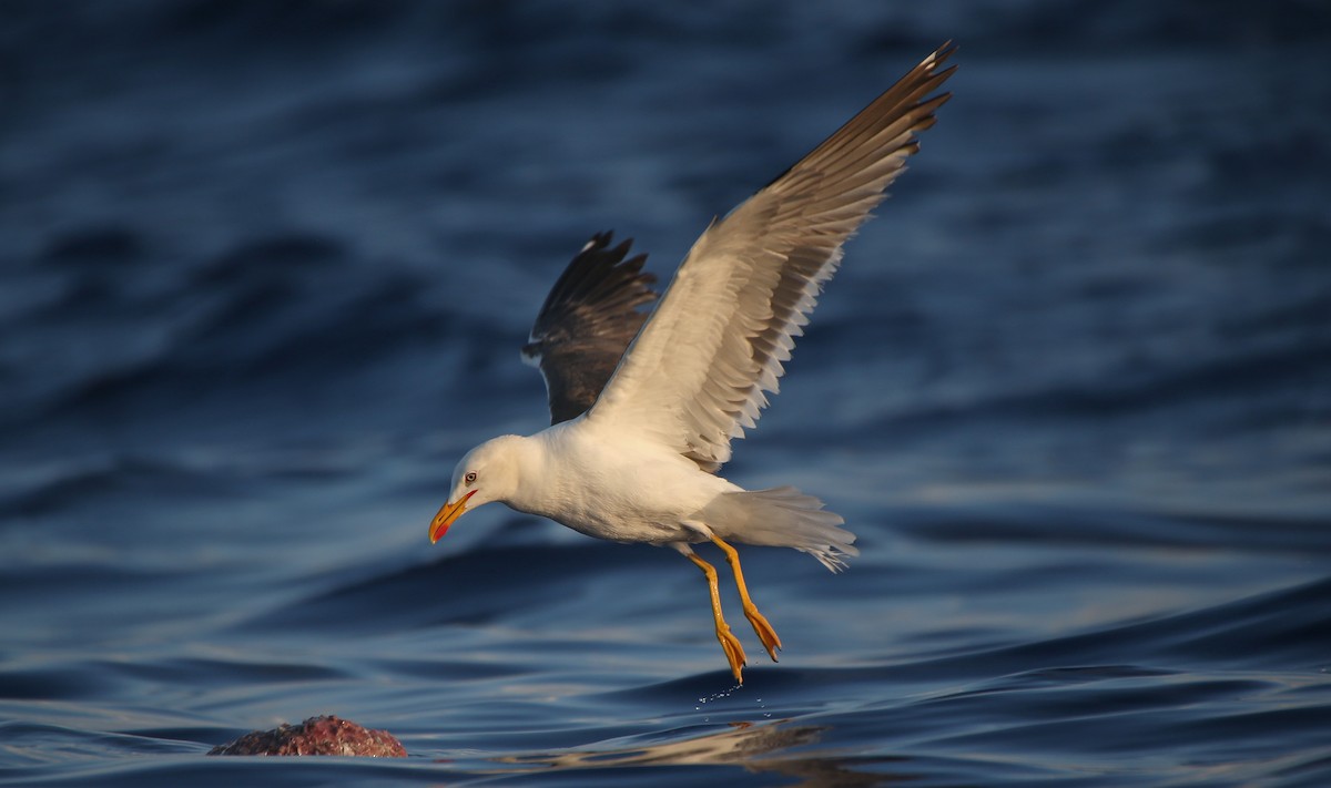 Lesser Black-backed Gull - ML107575581